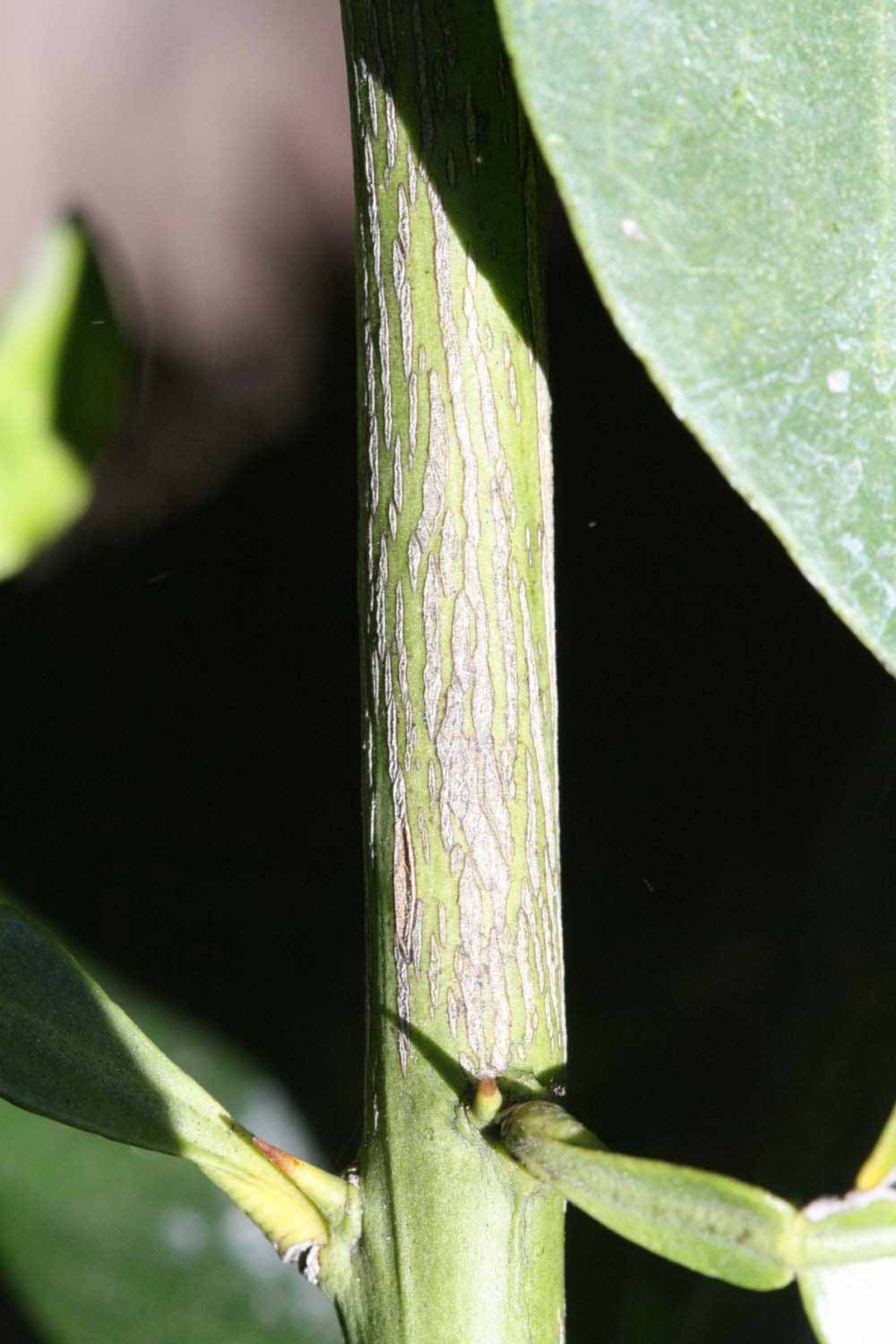              Second - third year twig (Riverside,   CA)       